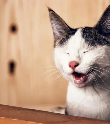 Discover the unique way your feline friend perceives you through their specialized vision