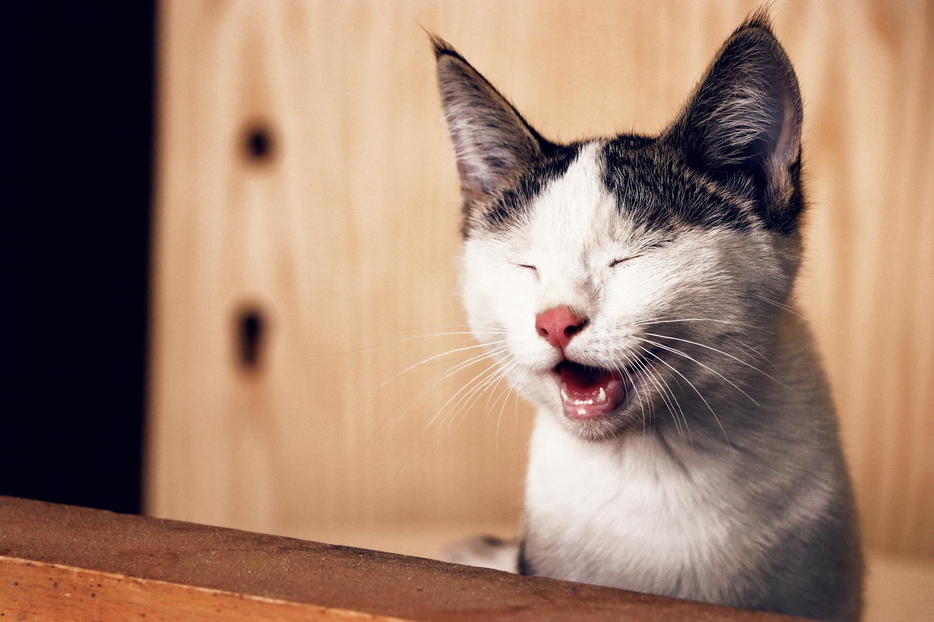 How Cats See Human Faces: A Feline Perspective Discover the unique way your feline friend perceives you through their specialized vision