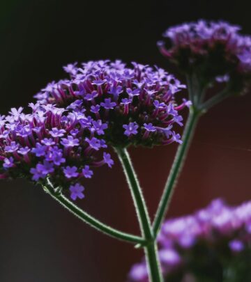 A Complete Guide to Growing and Caring for Verbena