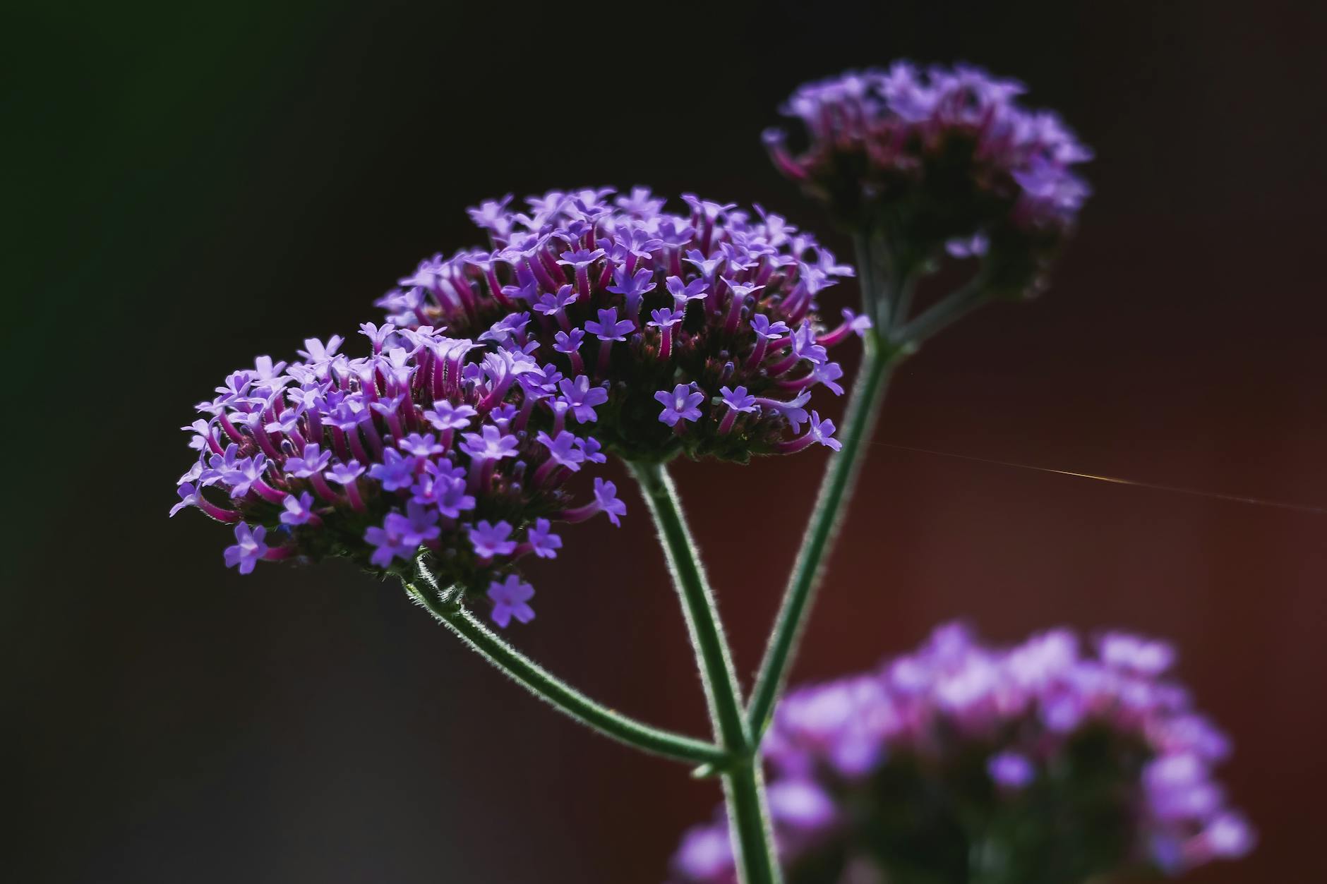 A Complete Guide to Growing and Caring for Verbena Discover how to cultivate vibrant verbenas for color-packed gardens and easy, continuous blooms from spring through fall.