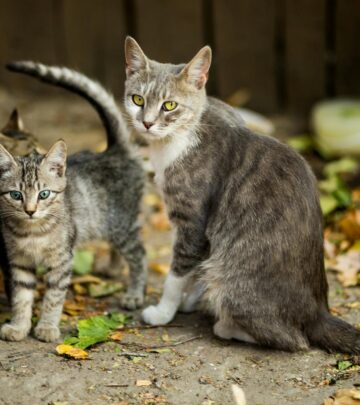 11 Fascinating Facts About Grey Tabby Cats
