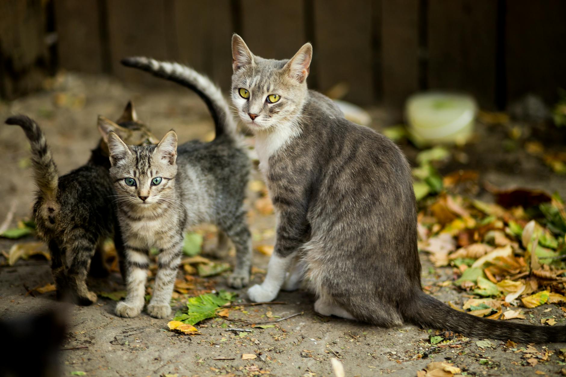 11 Fascinating Facts About Grey Tabby Cats Explore the myths, genetics, and charm behind the beloved grey tabby cat and discover why these iconic felines are adored worldwide.