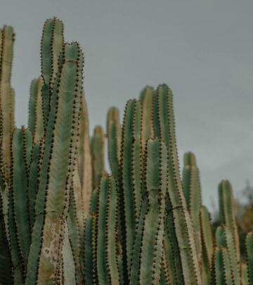Euphorbia Plants: Comprehensive Guide to Growing, Care, and Types