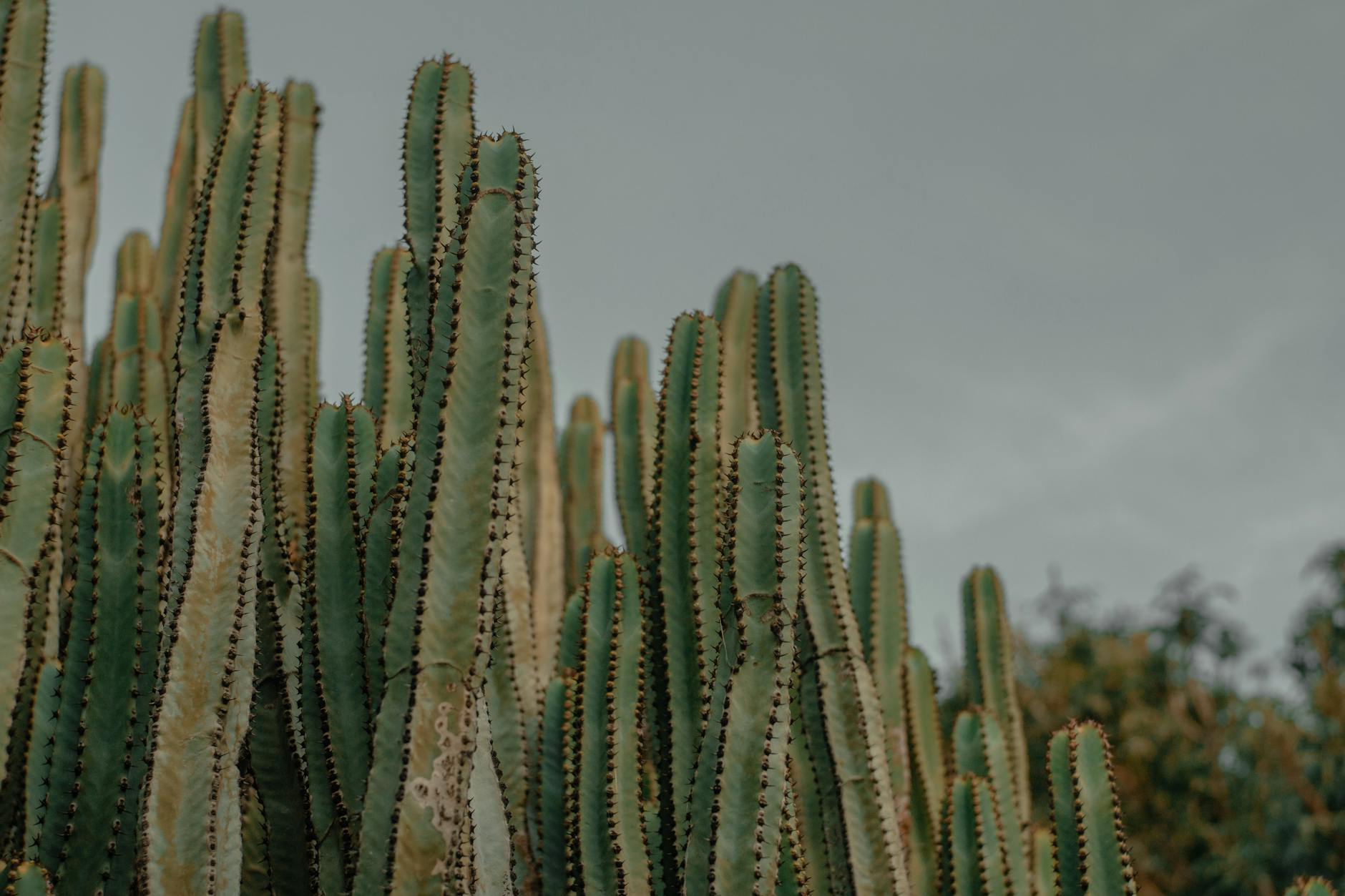 Euphorbia Plants: Comprehensive Guide to Growing, Care, and Types Explore the world of Euphorbia: diverse, dramatic, and surprisingly easy-to-grow plants for gardens and containers.