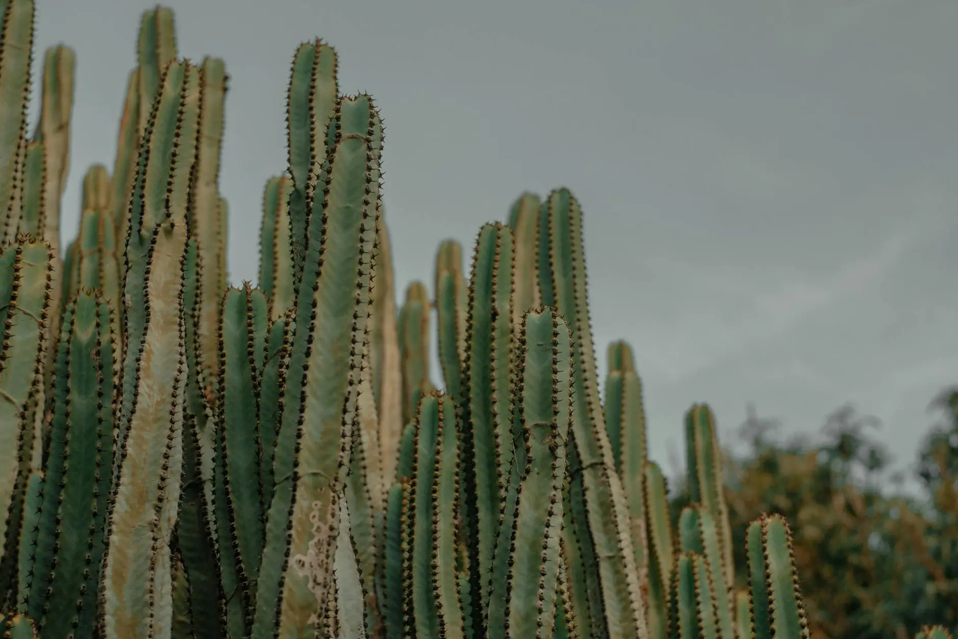 Euphorbia Care: Expert Tips For Thriving Spurge Plants Explore the world of Euphorbia: diverse, dramatic, and surprisingly easy-to-grow plants for gardens and containers.
