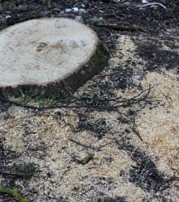 How to Remove a Tree Stump Without Breaking Your Back