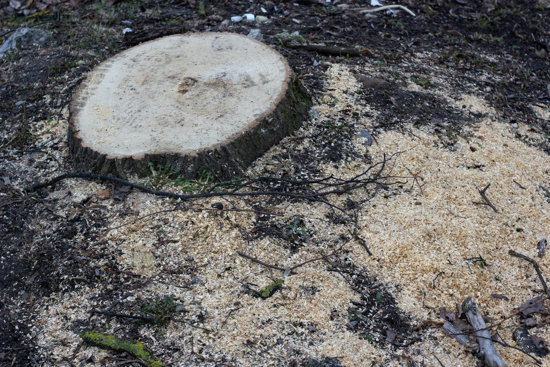 How to Remove a Tree Stump Without Breaking Your Back Discover effective, low-effort methods to eliminate unsightly tree stumps from your yard