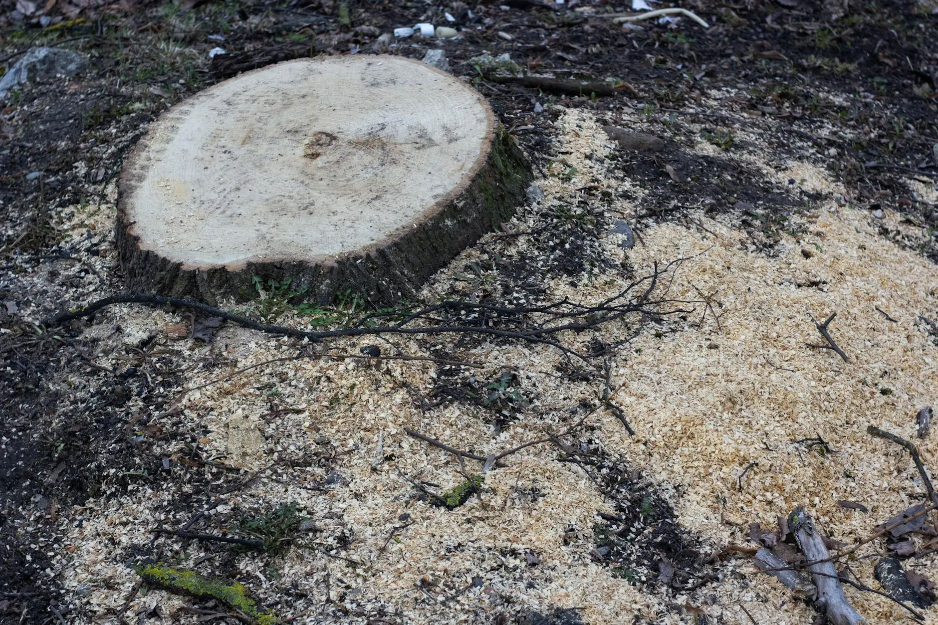 How To Remove A Tree Stump: 7 Easy Methods, No Hard Labor Discover effective, low-effort methods to eliminate unsightly tree stumps from your yard