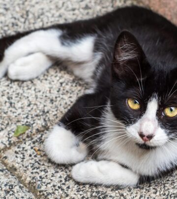 6 Different Types of Calico Cats: A Complete Guide