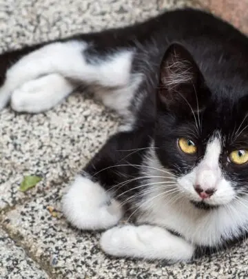 Discover the fascinating world of calico cats, from traditional tri-colors to rare patterns