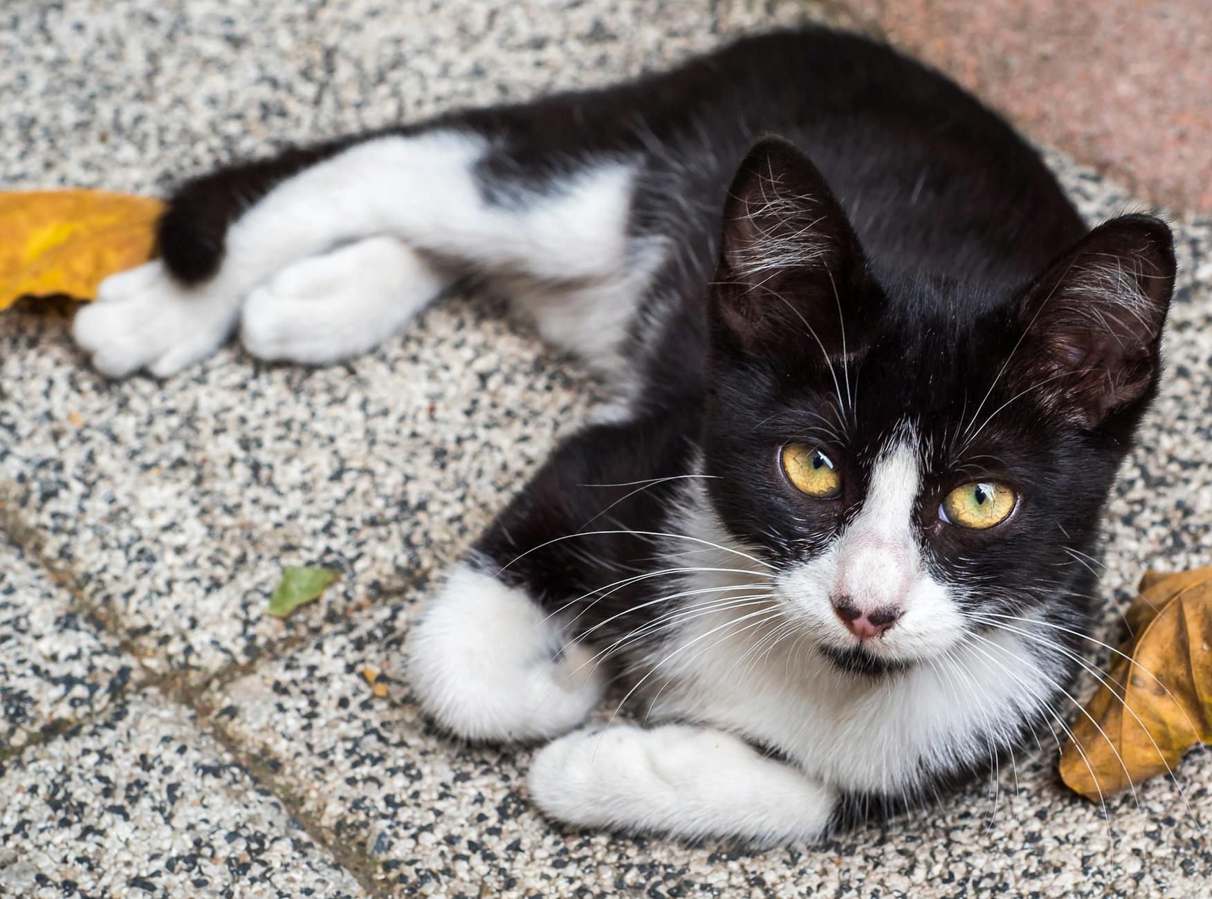 6 Different Types of Calico Cats: A Complete Guide Discover the fascinating world of calico cats, from traditional tri-colors to rare patterns