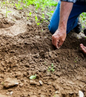 Complete Guide to Vegetable Garden Design & Planning