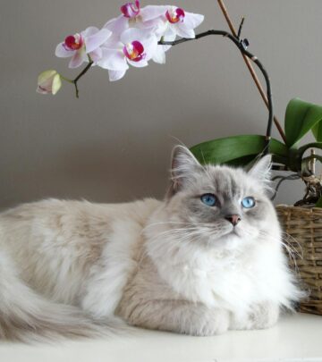 A Comprehensive Guide to Ragdoll Cat Colors and Patterns