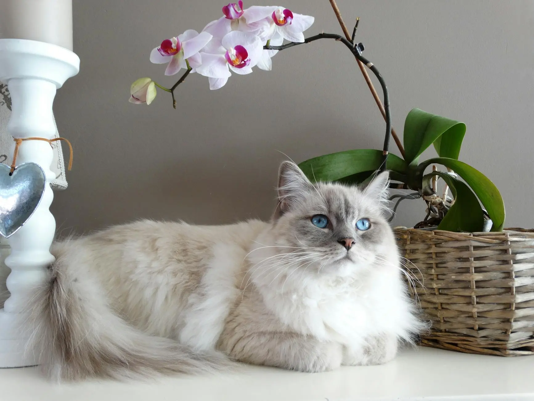 A Comprehensive Guide to Ragdoll Cat Colors and Patterns Explore the vibrant world of Ragdoll cats with details on every color and pattern, from classic points to rare varieties.