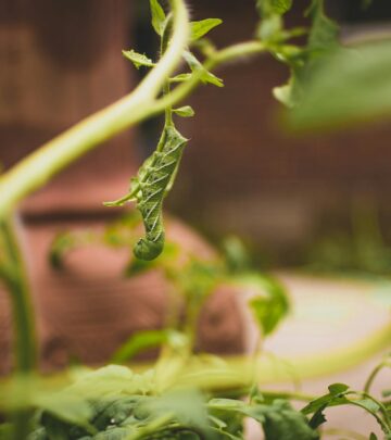 Understanding the Life Cycle of the Tomato Hornworm: Identification, Impact, and Control