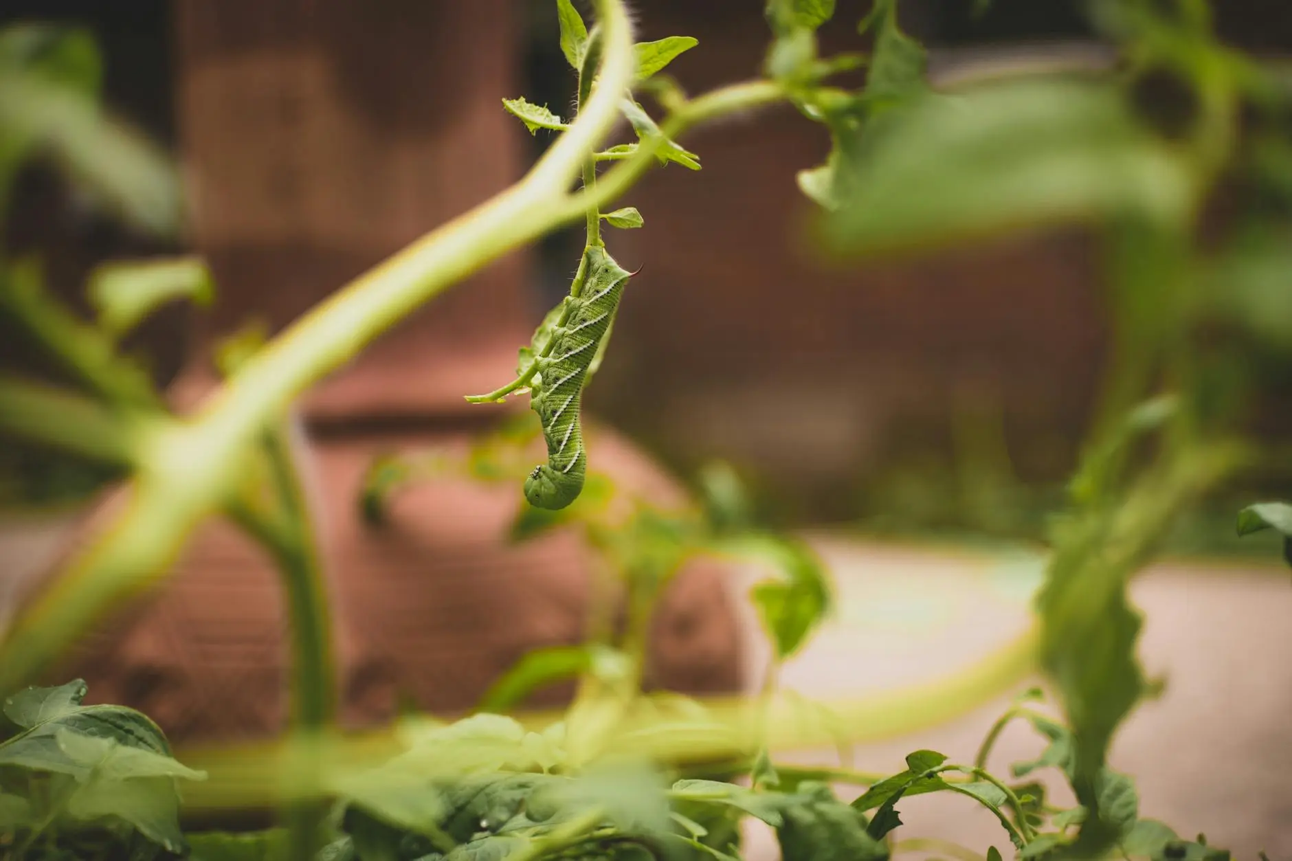 From tiny eggs to giant caterpillars and moths, explore the life cycle, identification, damage, and control of tomato hornworms in your garden.