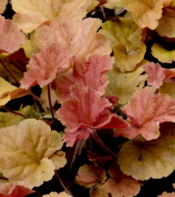 Coral Bells (Heuchera): A Complete Guide for Dramatic, Low-Maintenance Color
