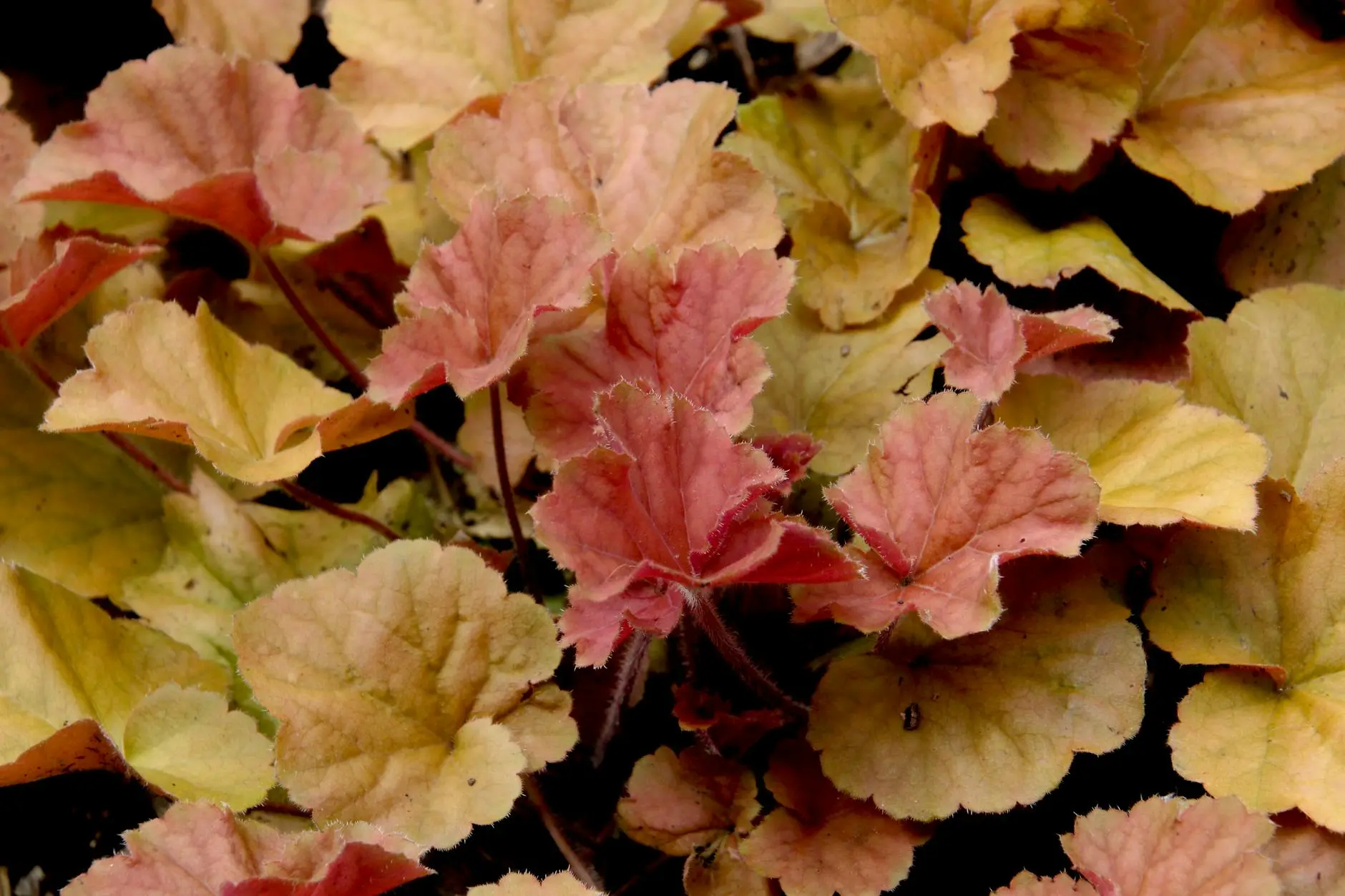 Coral Bells (Heuchera): A Complete Guide for Dramatic, Low-Maintenance Color Coral bells deliver vibrant foliage, multi-season interest, and effortless care for both garden beds and containers.