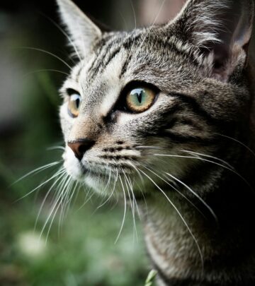 10 Fascinating Facts About Mackerel Tabby Cats