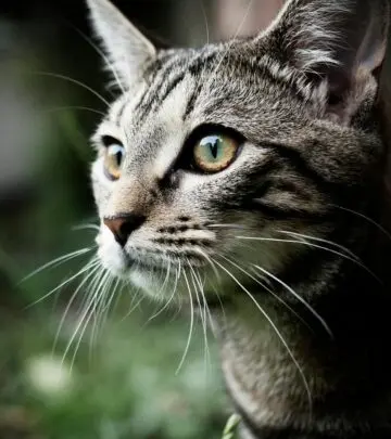 Uncover the history, genetics, and charm behind the striking stripes of mackerel tabby cats.