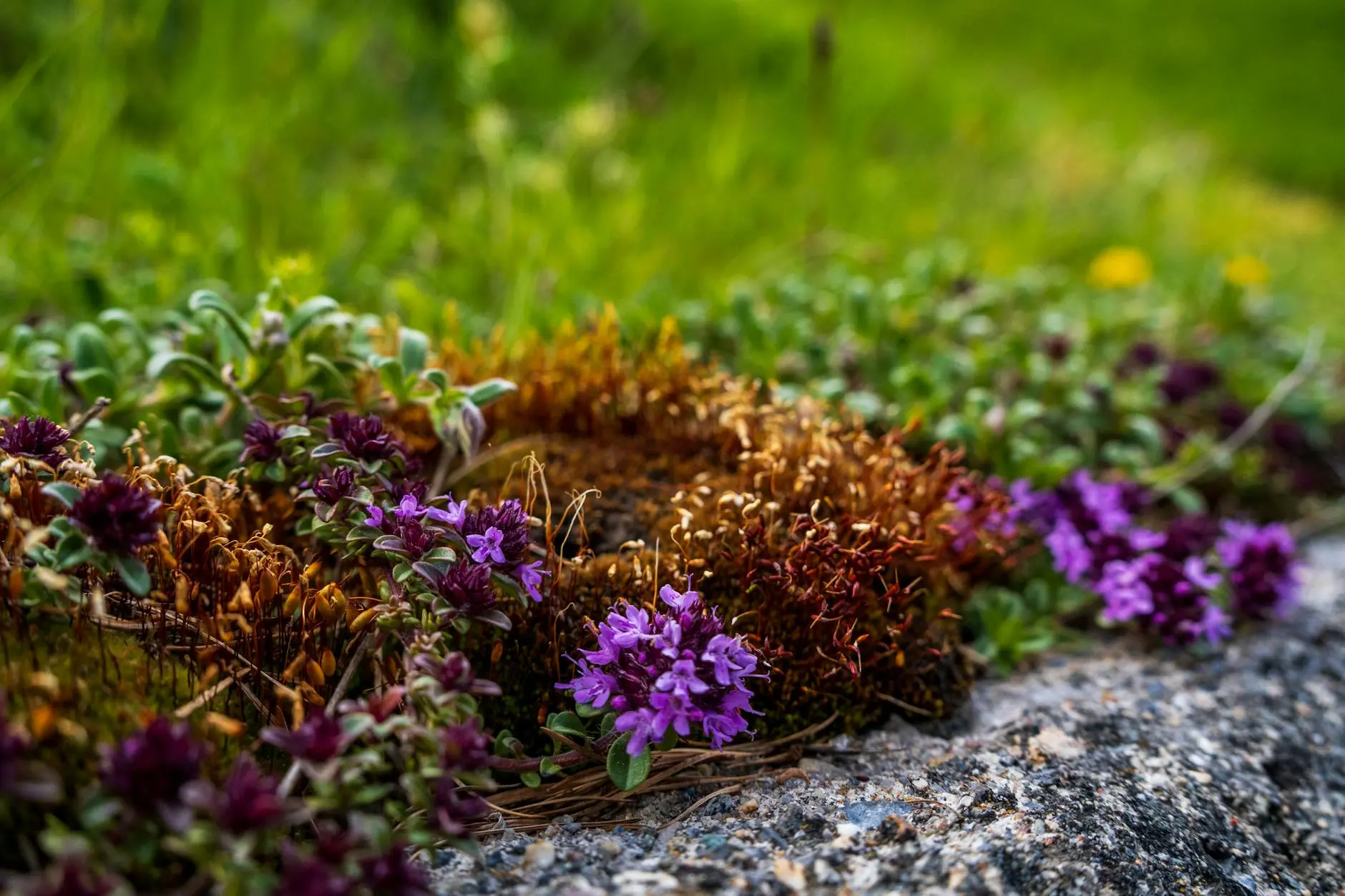 Creeping Thyme: The Ultimate Groundcover Guide Discover the beauty, versatility, and care tips for growing creeping thyme—a fragrant, low-maintenance groundcover perfect for gardens and landscapes.