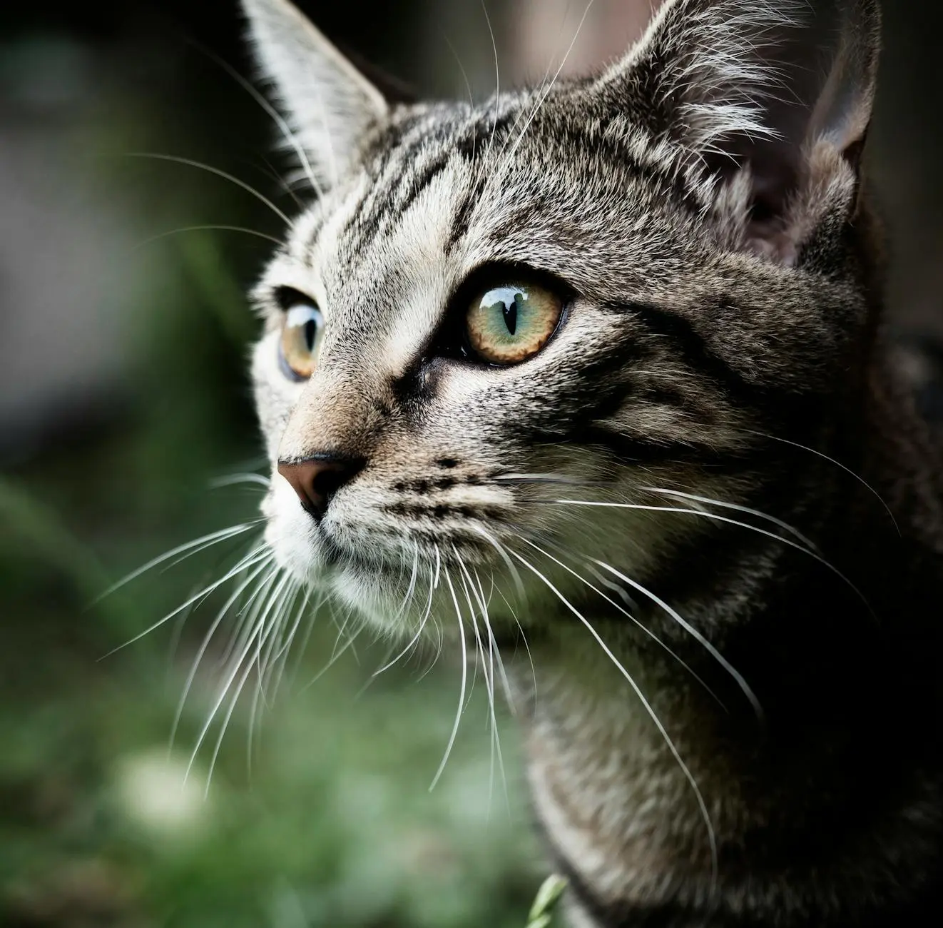 10 Stunning Types of Tabby Cat Colors & Patterns Discover the fascinating world of tabby cats with their unique markings and vibrant color combinations