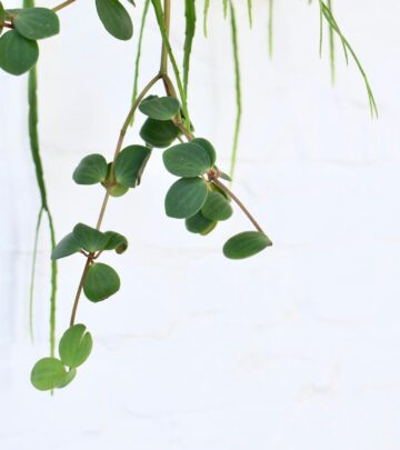 Complete Guide to Peperomia Plants: Care, Types & Growing Tips
