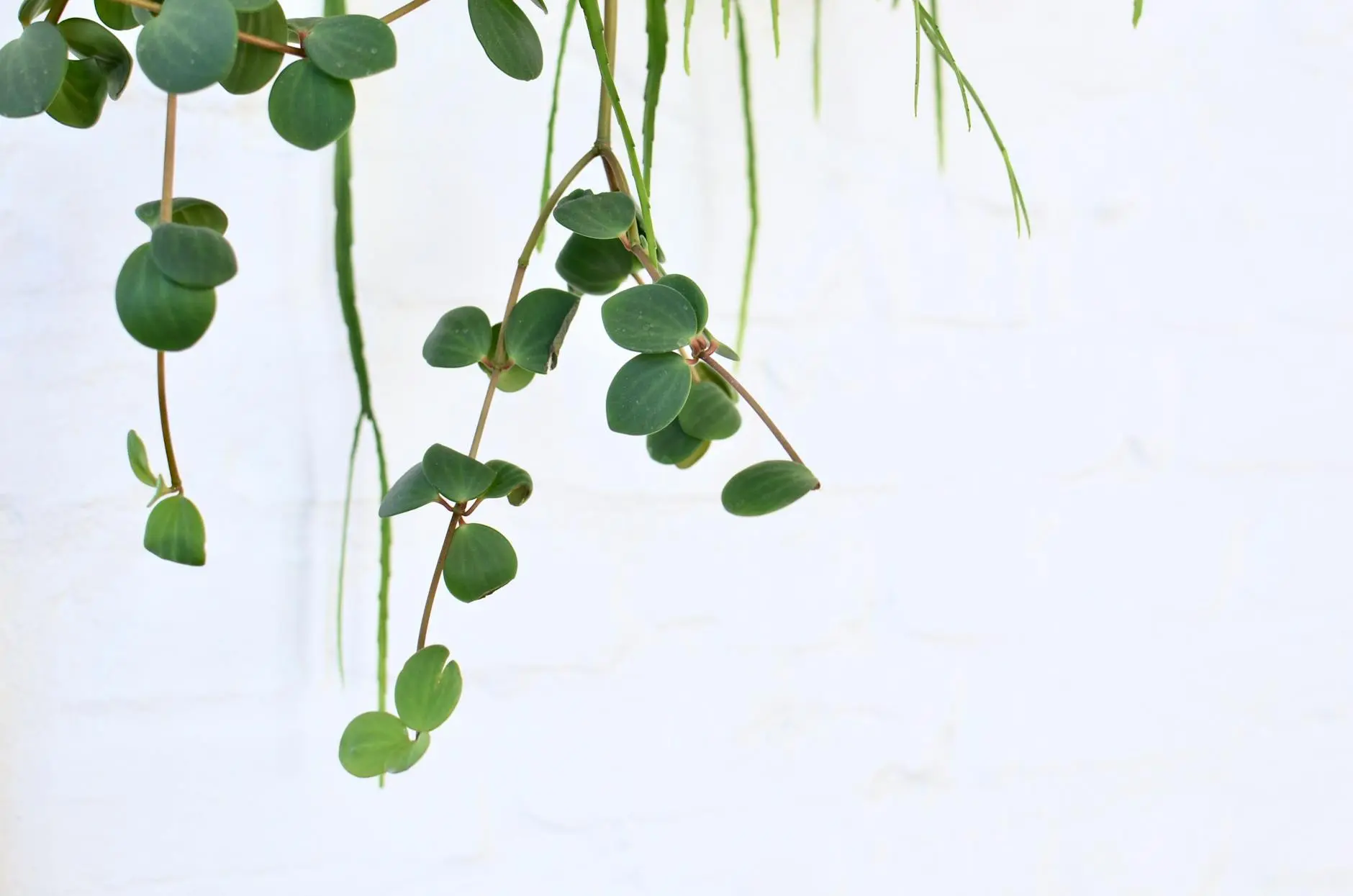 Complete Guide to Peperomia Plants: Care, Types & Growing Tips Discover how to grow these charming, low-maintenance tropical plants that bring beauty to any indoor space