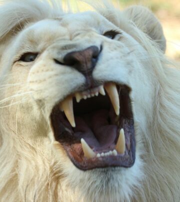 Albino Cats: Genetics, Appearance, and Care Considerations