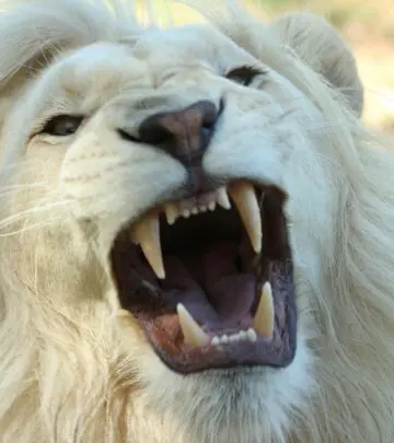 Uncover the distinctive genetics, traits, and health needs of true albino cats versus white-coated felines in this comprehensive guide.