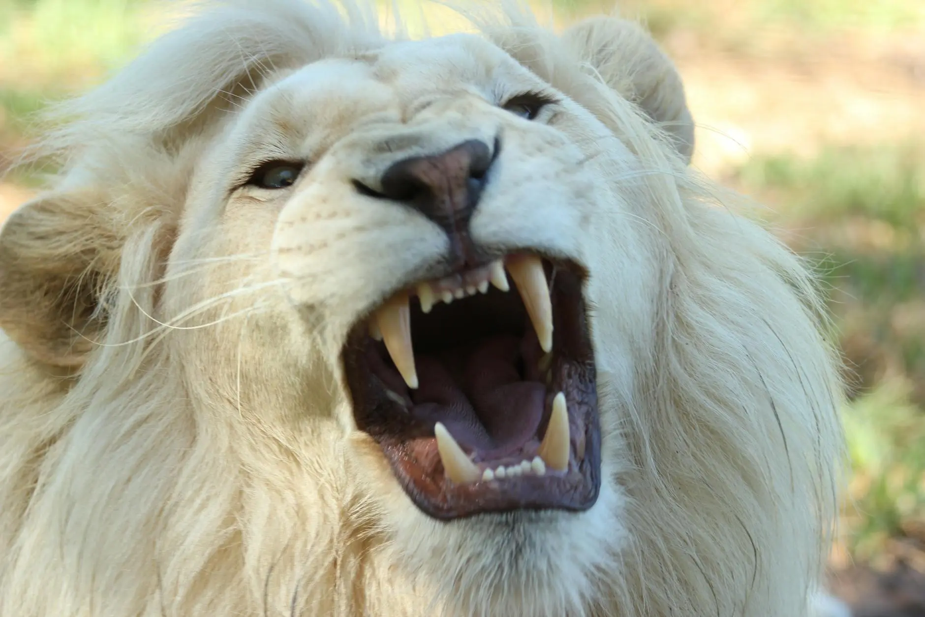 Albino Cats: Genetics, Appearance, and Care Considerations Uncover the distinctive genetics, traits, and health needs of true albino cats versus white-coated felines in this comprehensive guide.