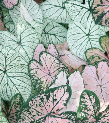 Caladium Care Guide: Growing Spectacular Foliage Plants
