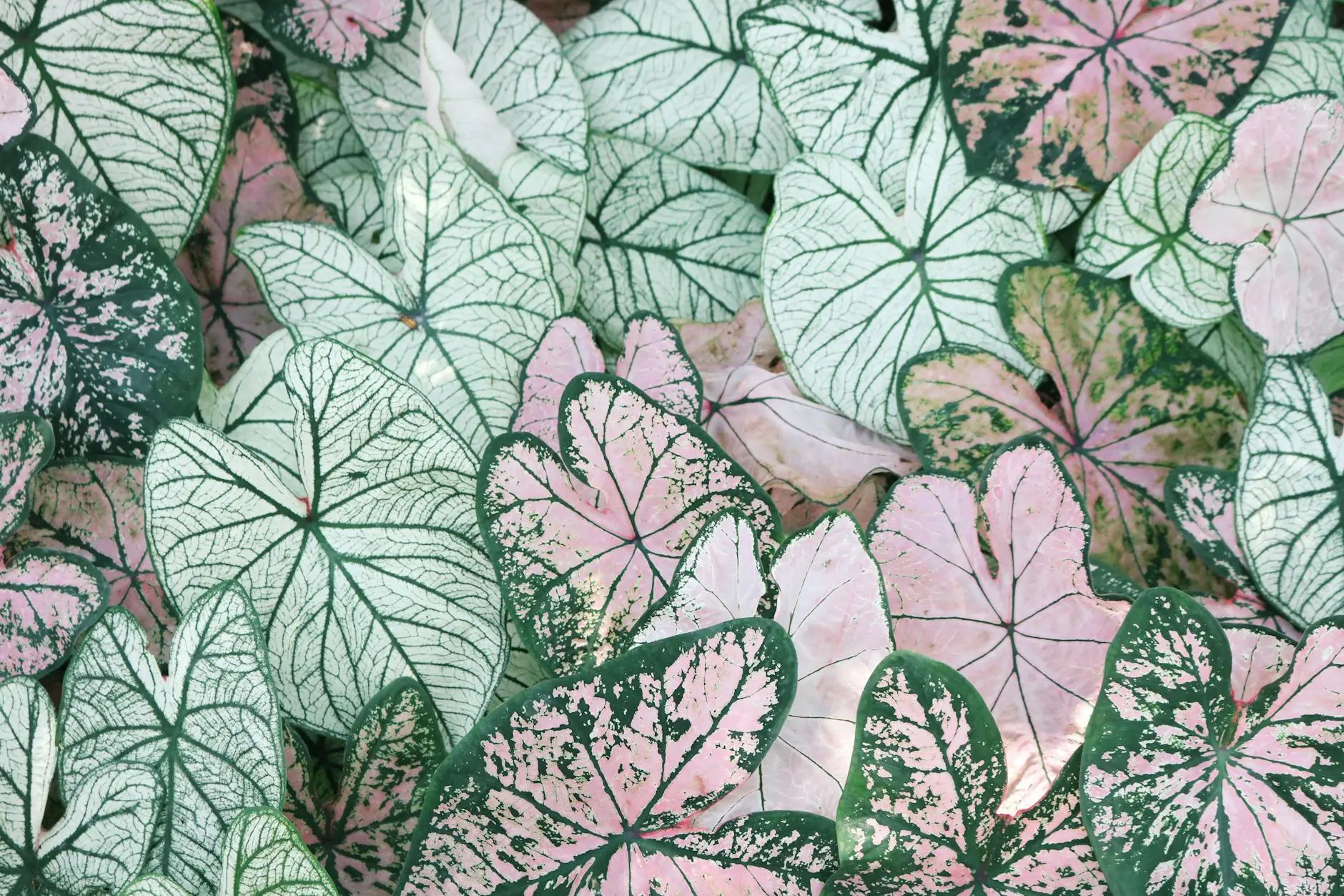 Caladium Plant Care: Complete Guide For Lush Tropical Foliage Transform your garden with vibrant caladium foliage in shades of red, pink, white, and green