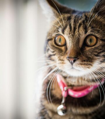 Black American Shorthair: Complete Guide and Care Tips