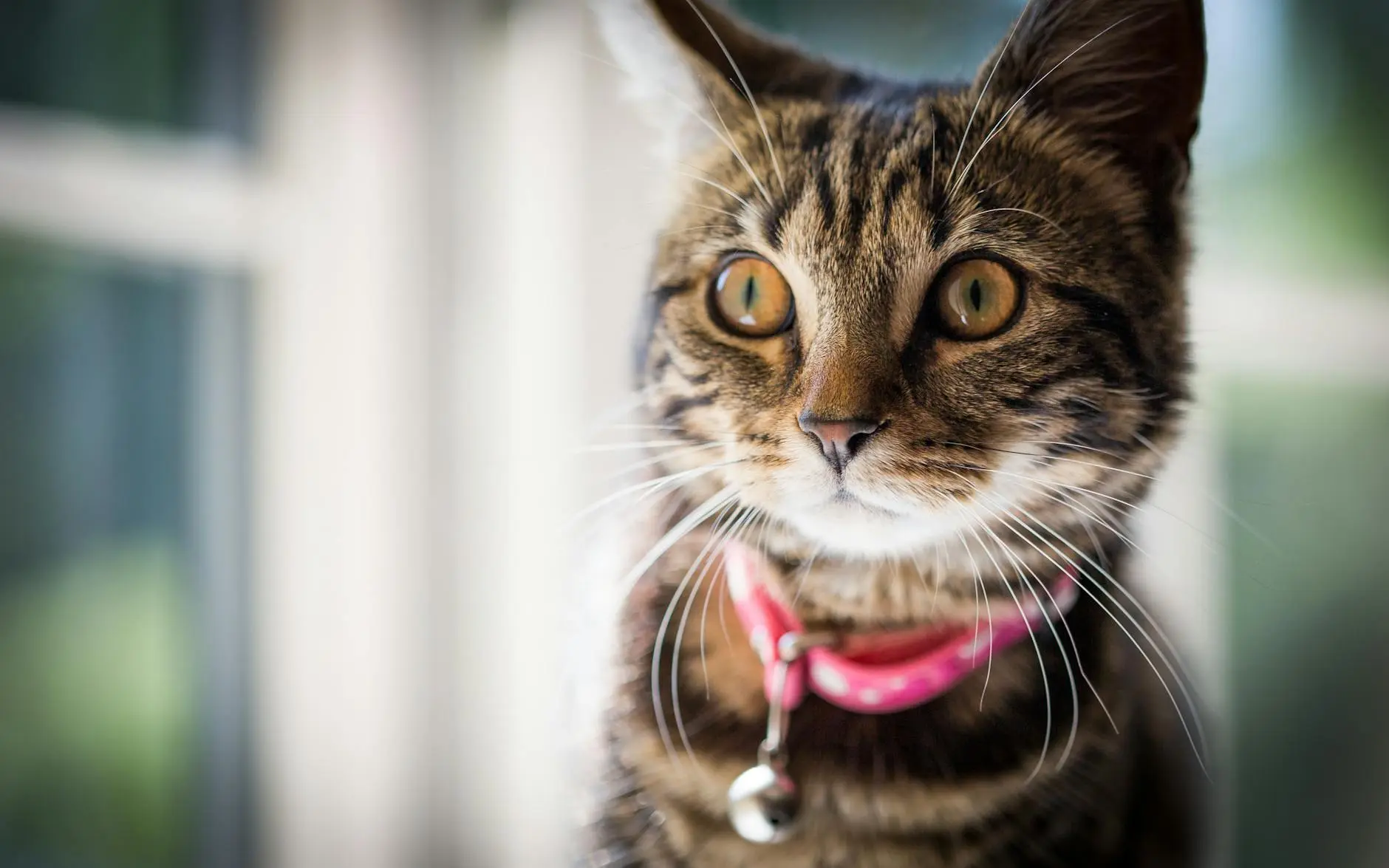 Black American Shorthair: Complete Guide and Care Tips Discover the charm, characteristics and proper care for these elegant midnight-coated felines