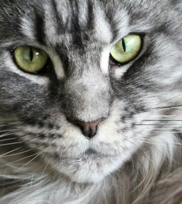 Maine Coon Cat Size: Everything You Need to Know