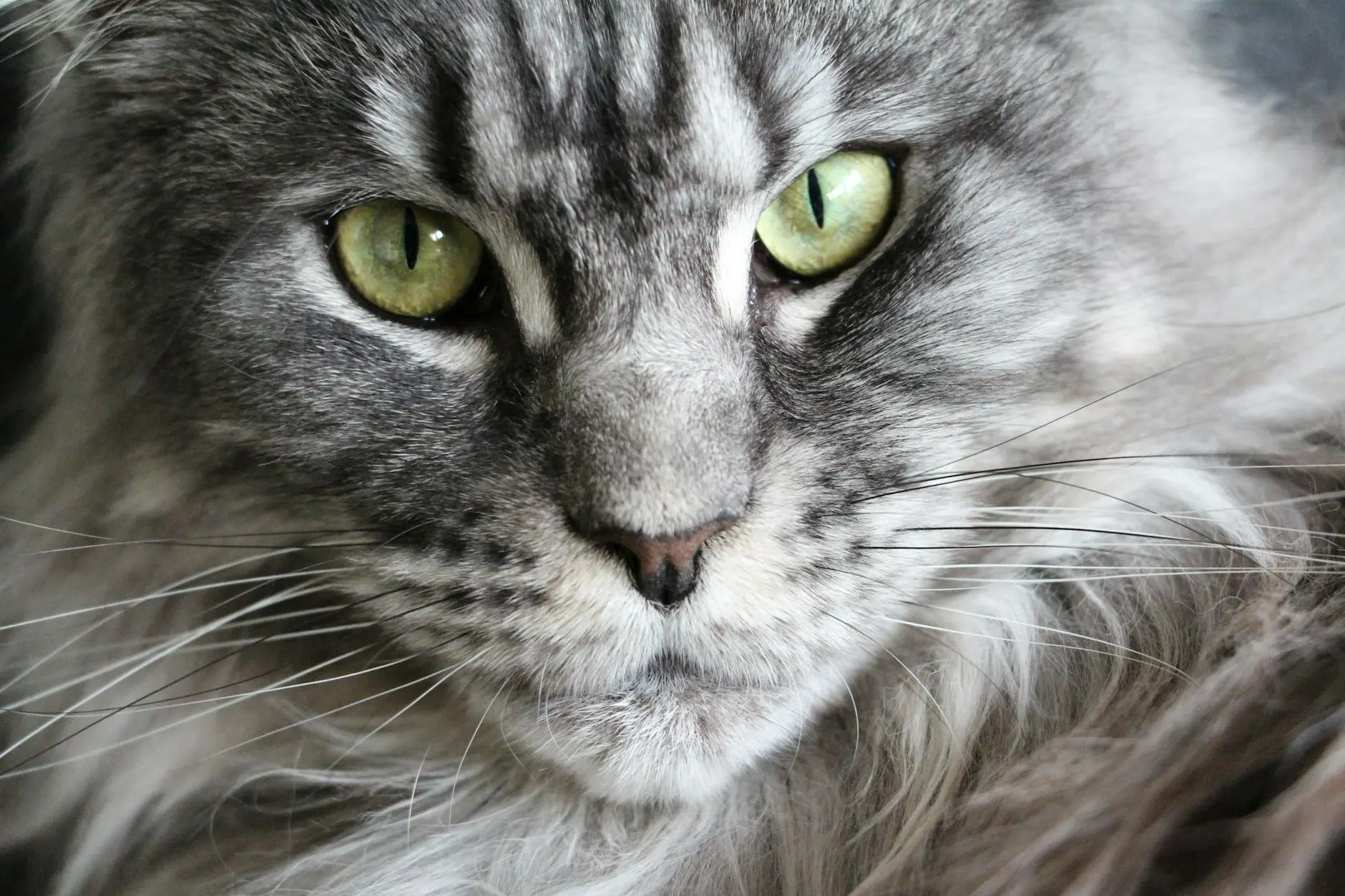 Maine Coon Cat Size: Everything You Need to Know Discover how large Maine Coon cats really get, how they compare to other breeds, and what their size means for care and daily life.