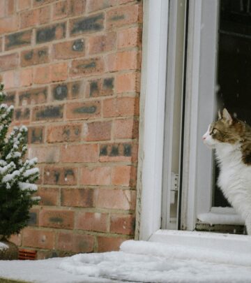 7 Fascinating Facts About Brown Tabby Cats