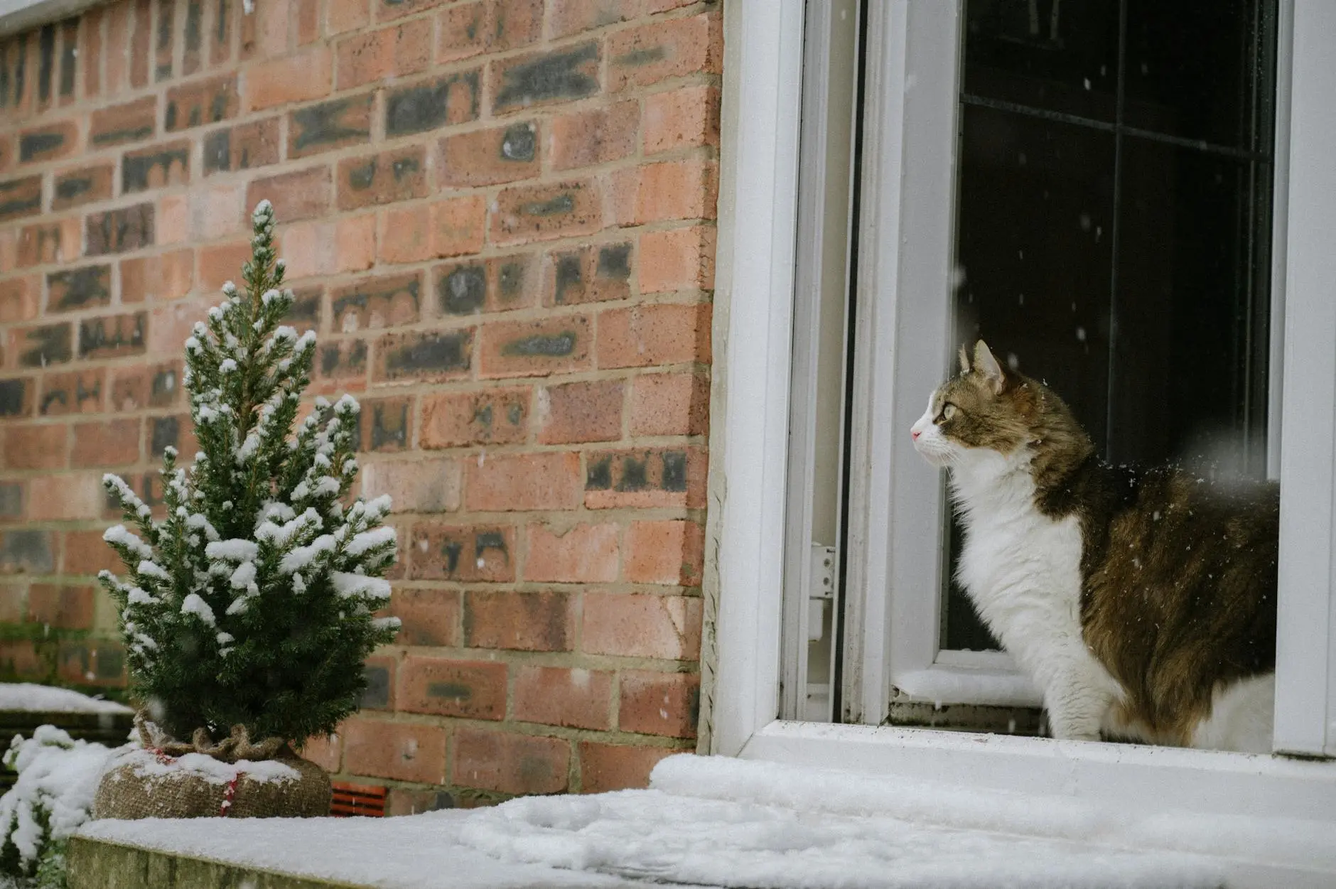 7 Fascinating Facts About Brown Tabby Cats Discover the unique history, patterns, and personalities that make brown tabby cats beloved companions around the world.