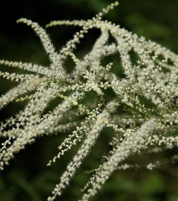 Growing and Caring for Astilbe: A Complete Guide to Shade-Loving Color