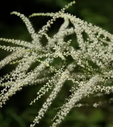 Transform Shady Spots with Astilbe: Tips, Varieties, and Expert Care for Lush, Long-Lasting Blooms.