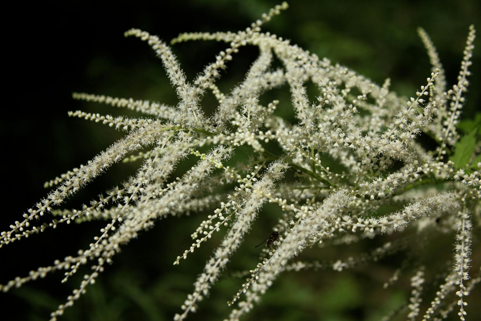 Growing and Caring for Astilbe: A Complete Guide to Shade-Loving Color Transform Shady Spots with Astilbe: Tips, Varieties, and Expert Care for Lush, Long-Lasting Blooms.