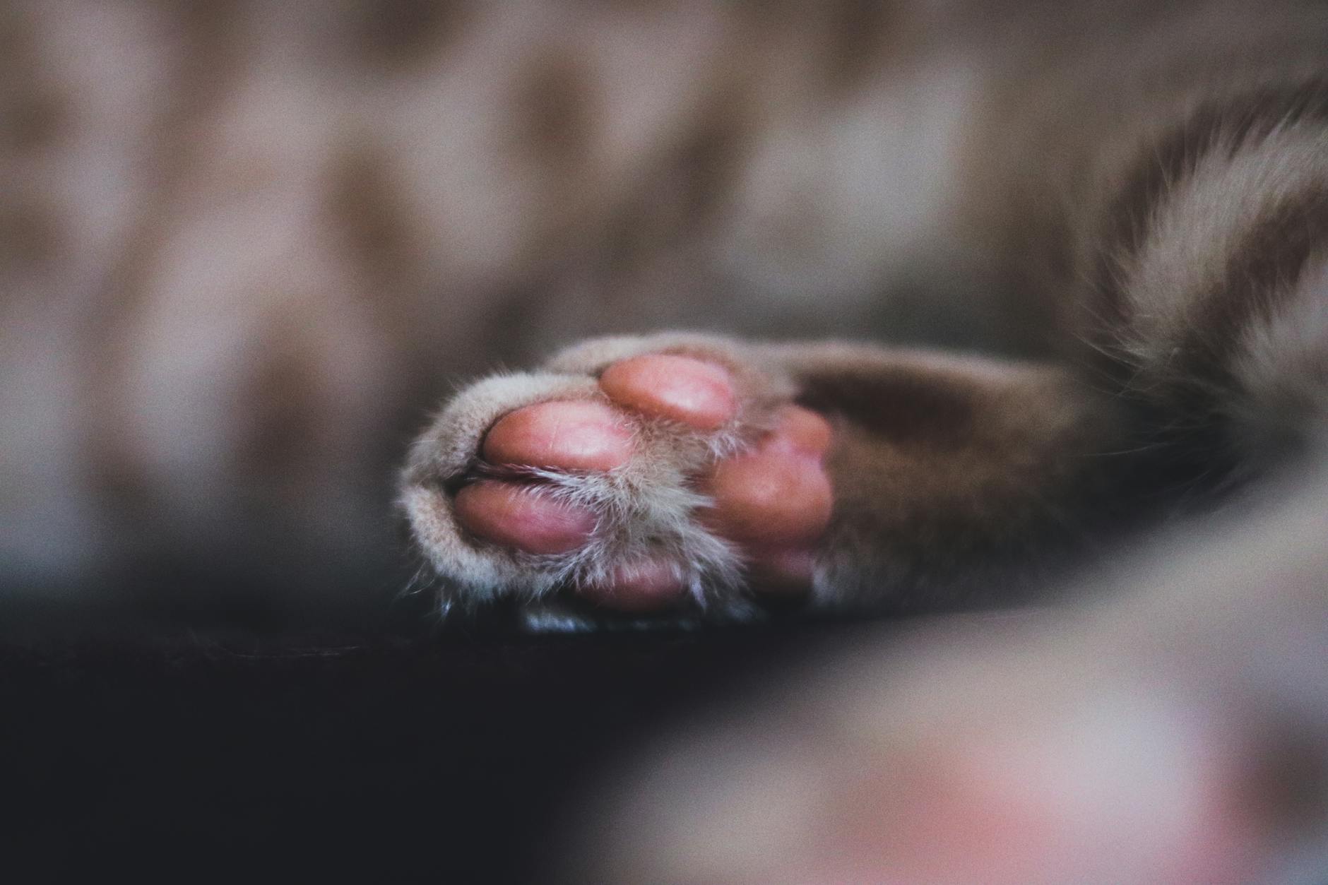 Unraveling the Mystery of Cat Paw Pads: Anatomy & Functions Discover how these remarkable cushions enable your feline friend's impressive agility and silent movement