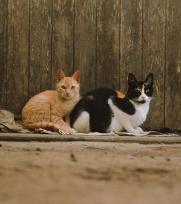 10 Adorable Cat Breeds With Naturally Short Tails