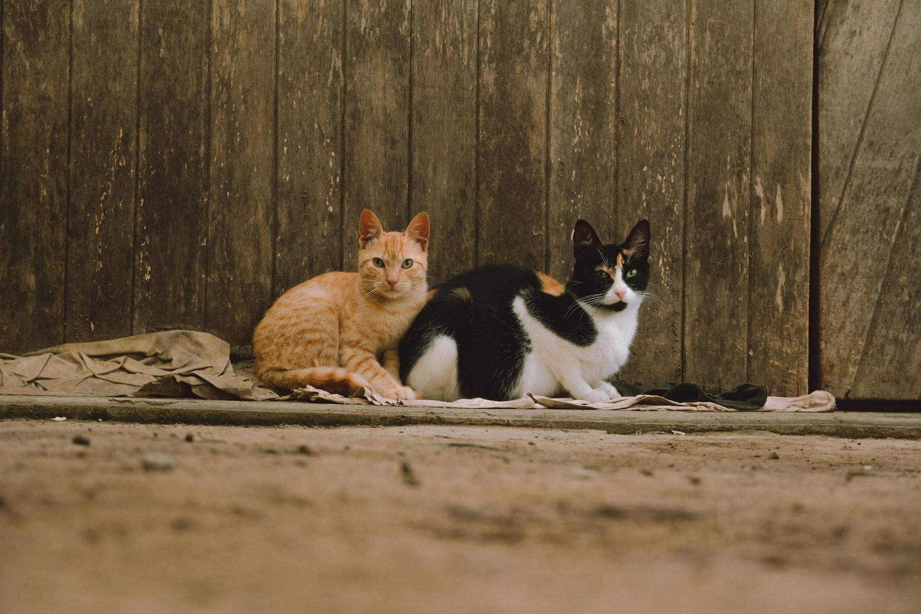 10 Adorable Cat Breeds With Naturally Short Tails Discover the charming world of bobtail cats - short on tail but long on personality