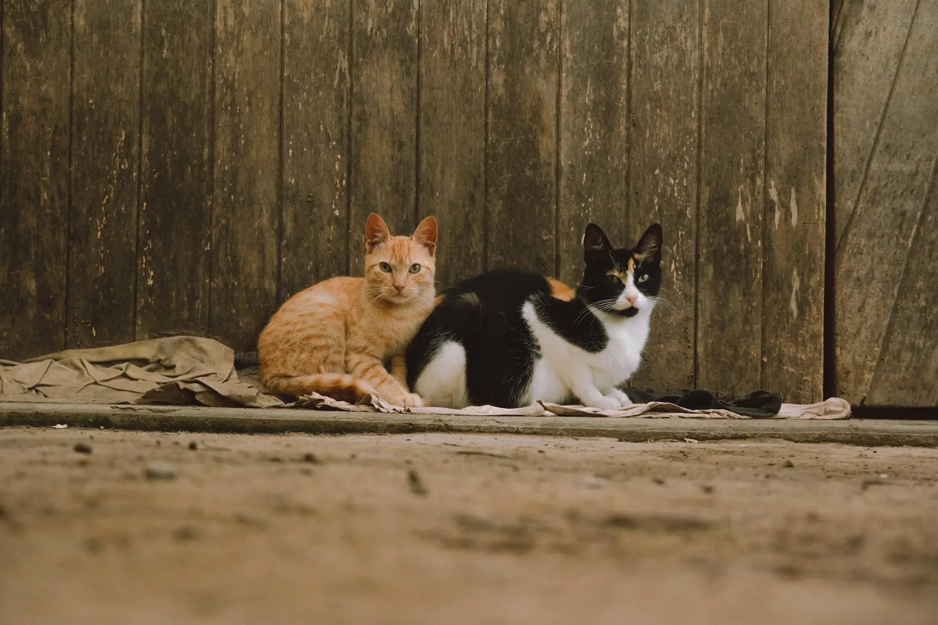Discover the charming world of bobtail cats - short on tail but long on personality