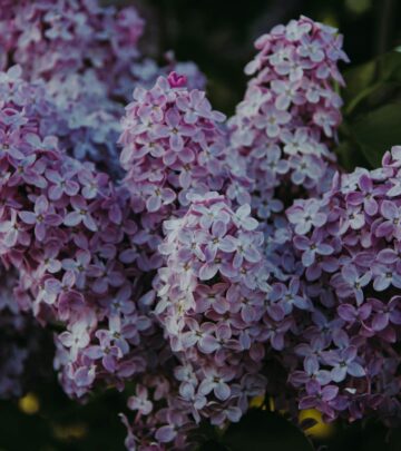 Growing and Caring for Lilac Bushes: Fragrance, Color, and Design