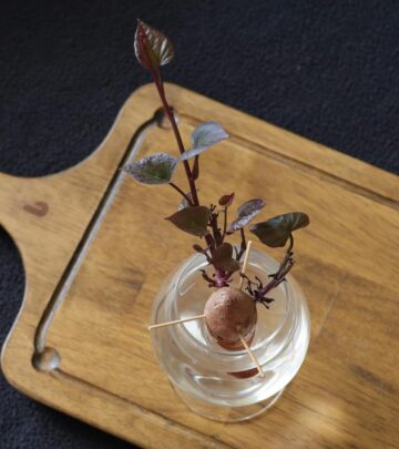 Sweet Potato Vine: A Complete Guide to Planting, Caring & Growing