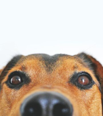 Can a Dog Get a Cat Pregnant? Scientific Facts & Expert Insights