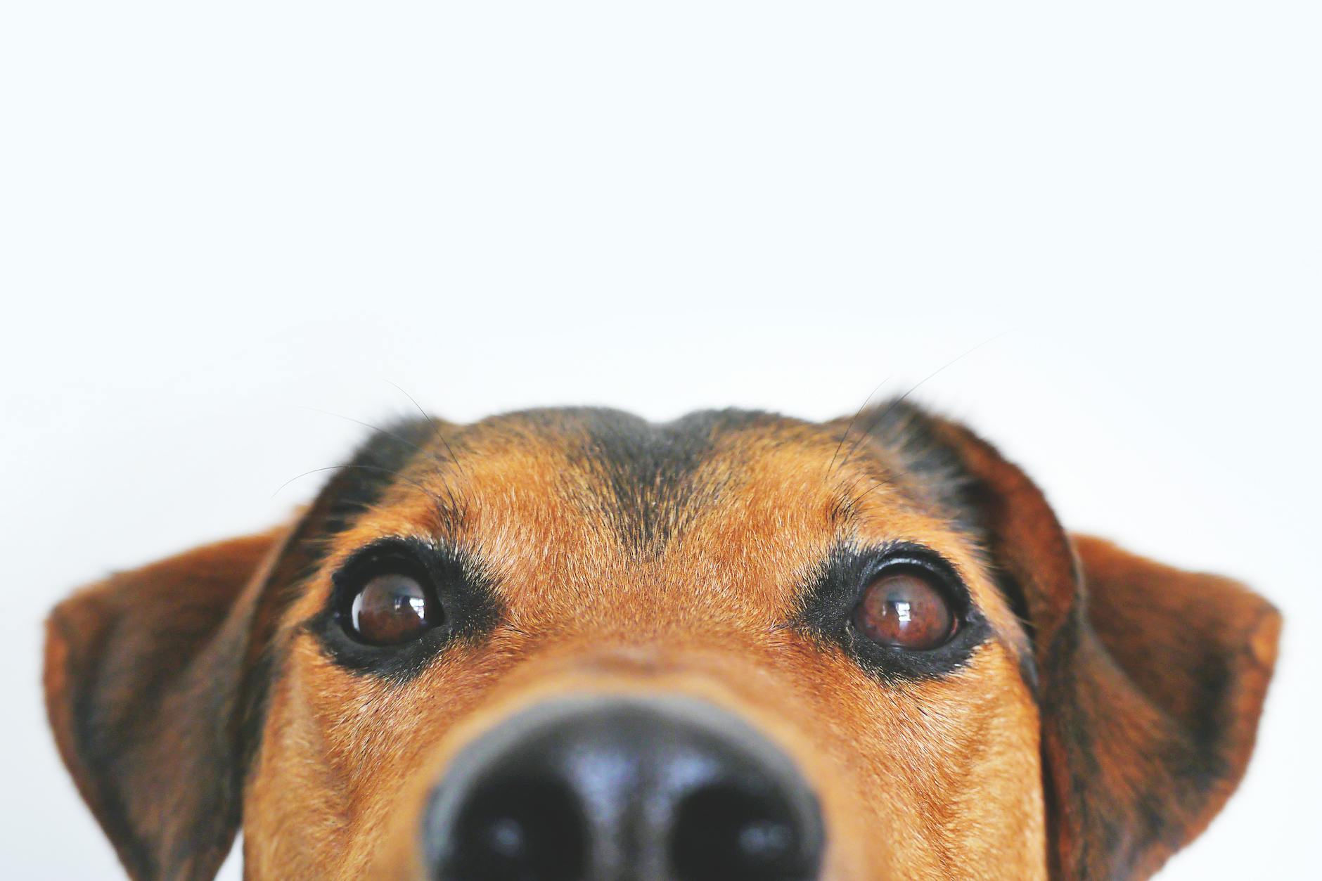 Can a Dog Get a Cat Pregnant? Scientific Facts & Expert Insights Understanding cross-species reproduction between dogs and cats: the biological impossibility explained
